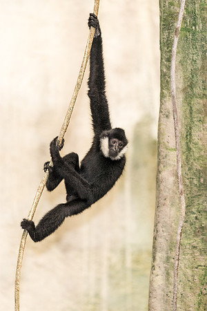White cheeked gibbon