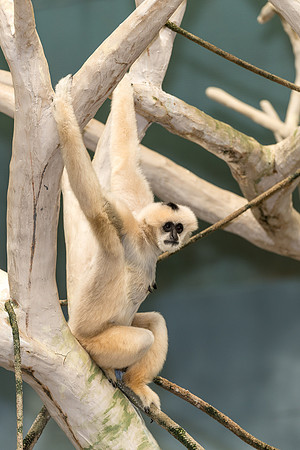 White cheeked gibbon