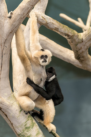 White cheeked gibbons