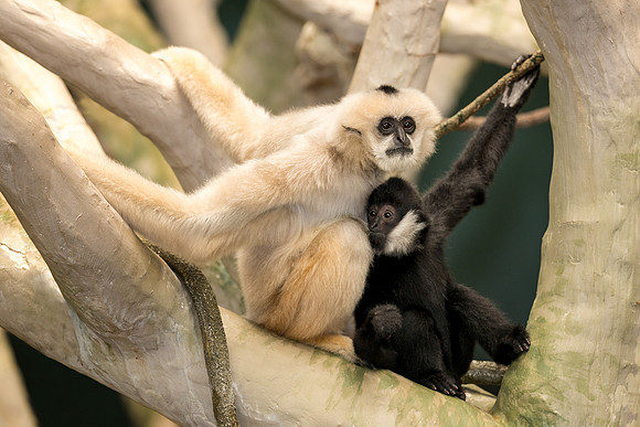White cheeked gibbons