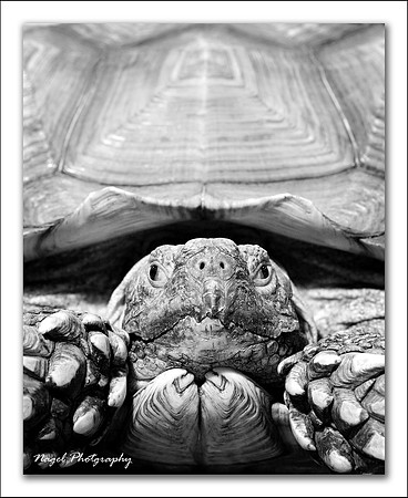 African Spurred Tortoise