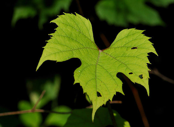 Leaf