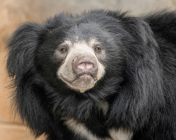 Sloth bear