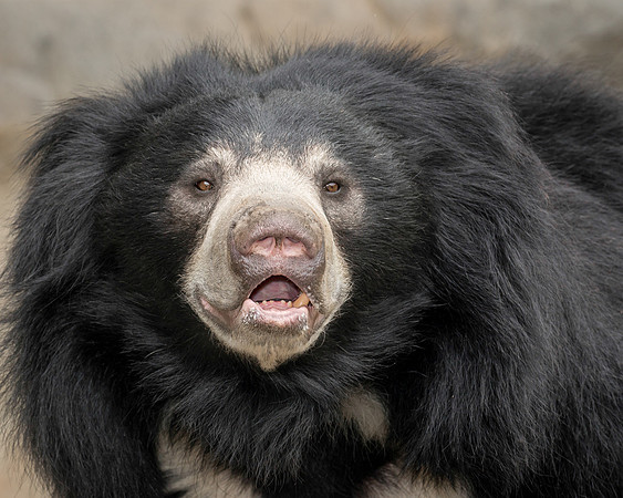 Sloth bear