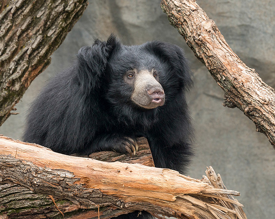 Sloth bear