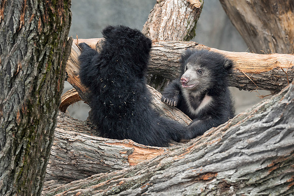 Sloth bear cubs