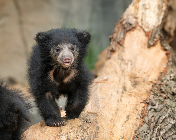 Sloth bear cub