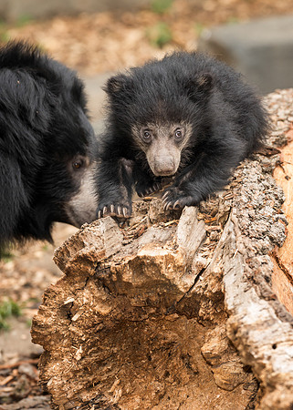 Sloth bear cub
