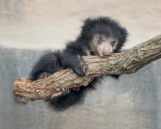 Sloth bear cub