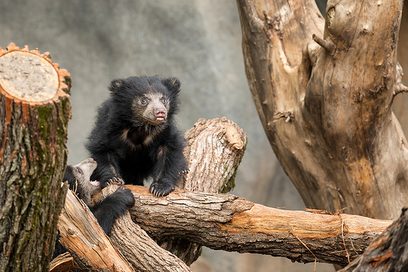 Sloth bear cub