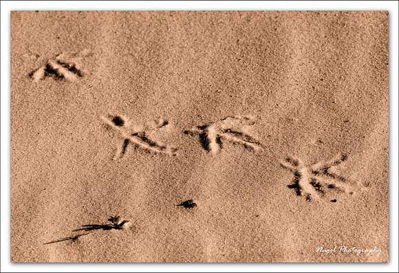 Bird prints