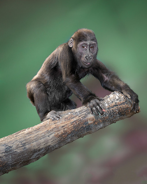 Gorilla
