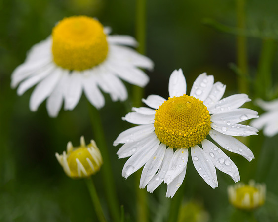 Daisies