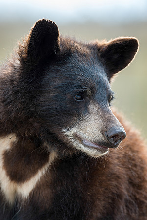 Black bear cub