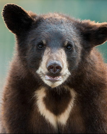 Black bear cub