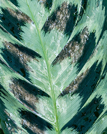Green leaf