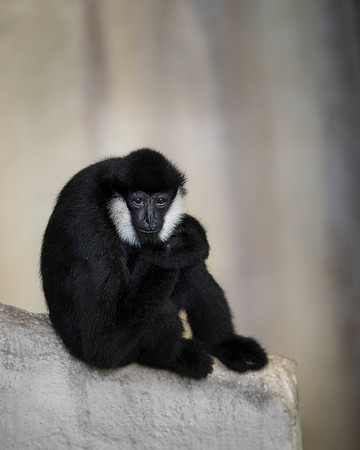 White-cheeked gibbon