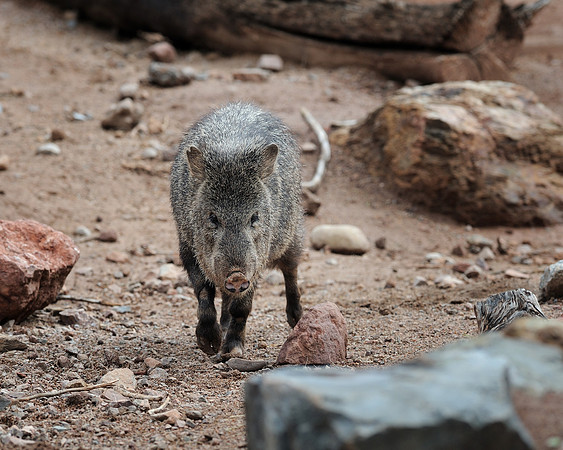 Collared peccary