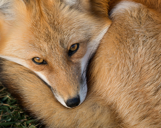 Red Fox