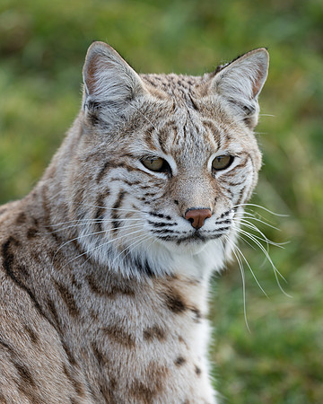 Bobcat