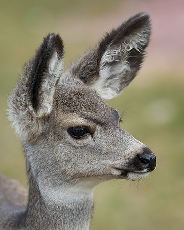 Pronghorn