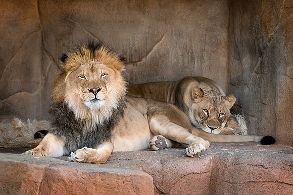 Lions' Den