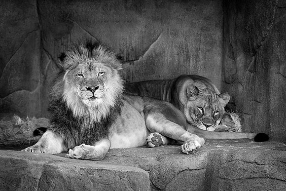 Lions' Den