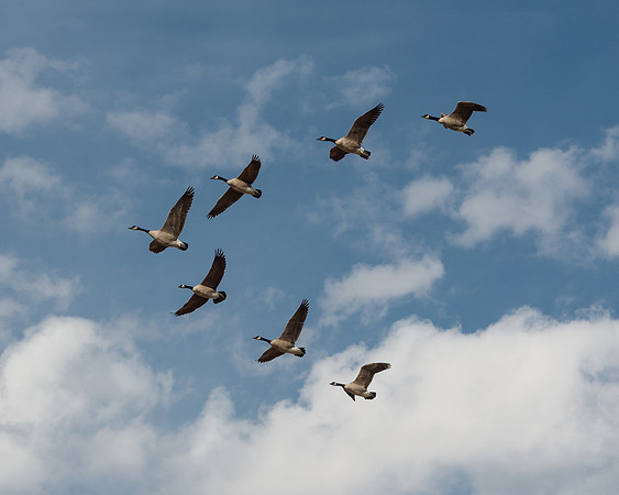 Geese in flight
