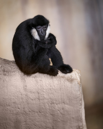 White-cheeked gibbon