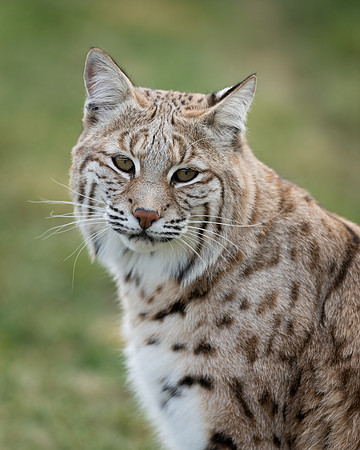 Bobcat