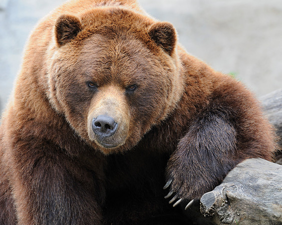 Grizzly bear