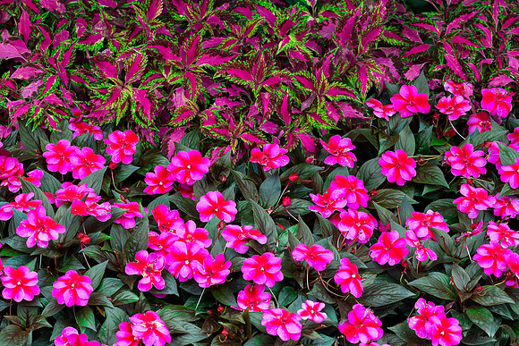 New Guinea impatiens