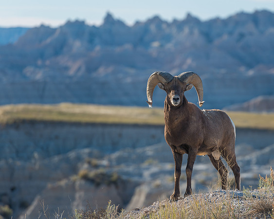 Bighorn Sheep