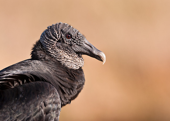 Vulture