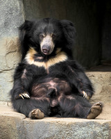Sloth Bear