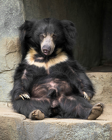 Sloth Bear