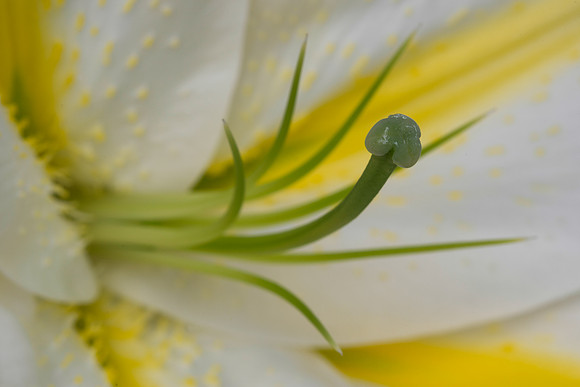 Yellow and white flower