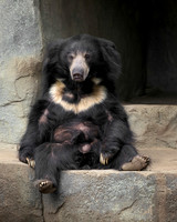 The Reclining Bear