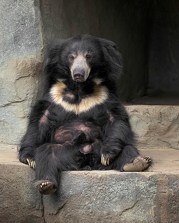 The Reclining Bear