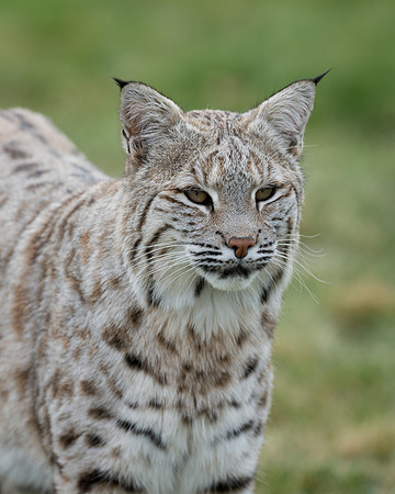 Lynx