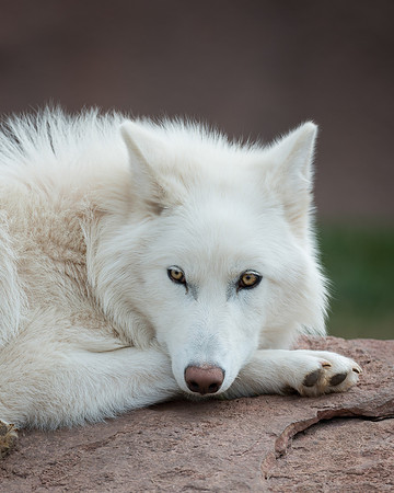 Arctic Wolf