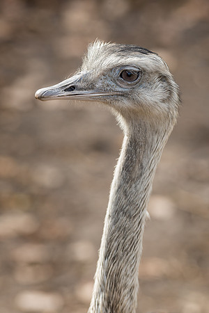 Rhea