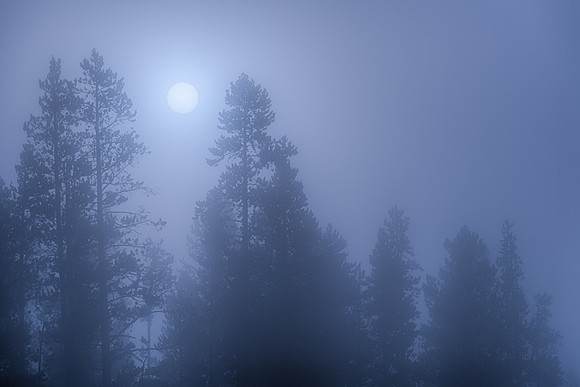 Hazy forest