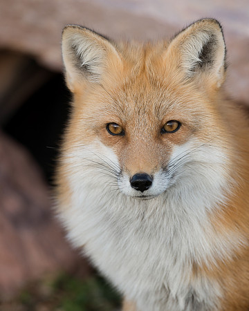 Red Fox