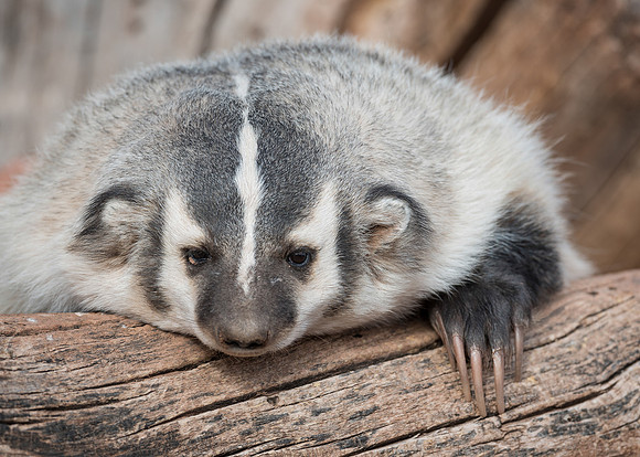 Badger