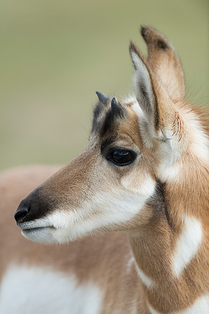 Pronghorn fawn