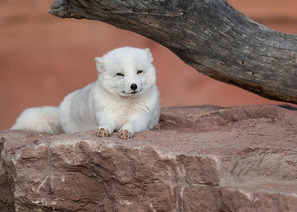 Arctic Fox
