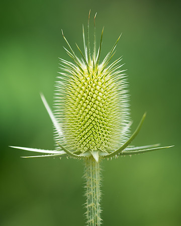 Green cone