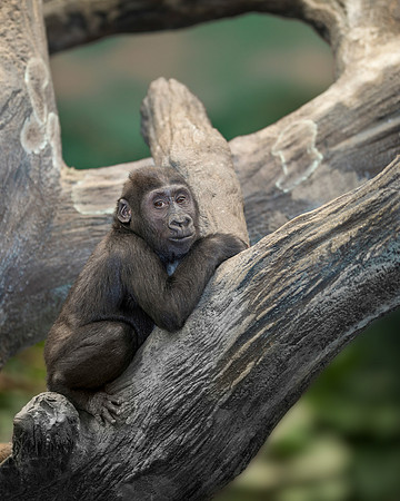 Gorilla