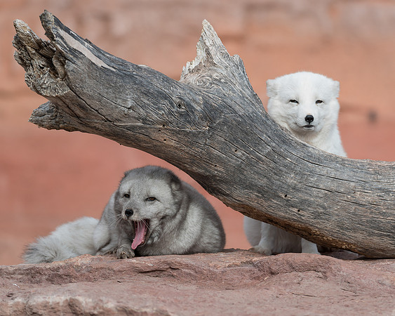 Arctic Fox